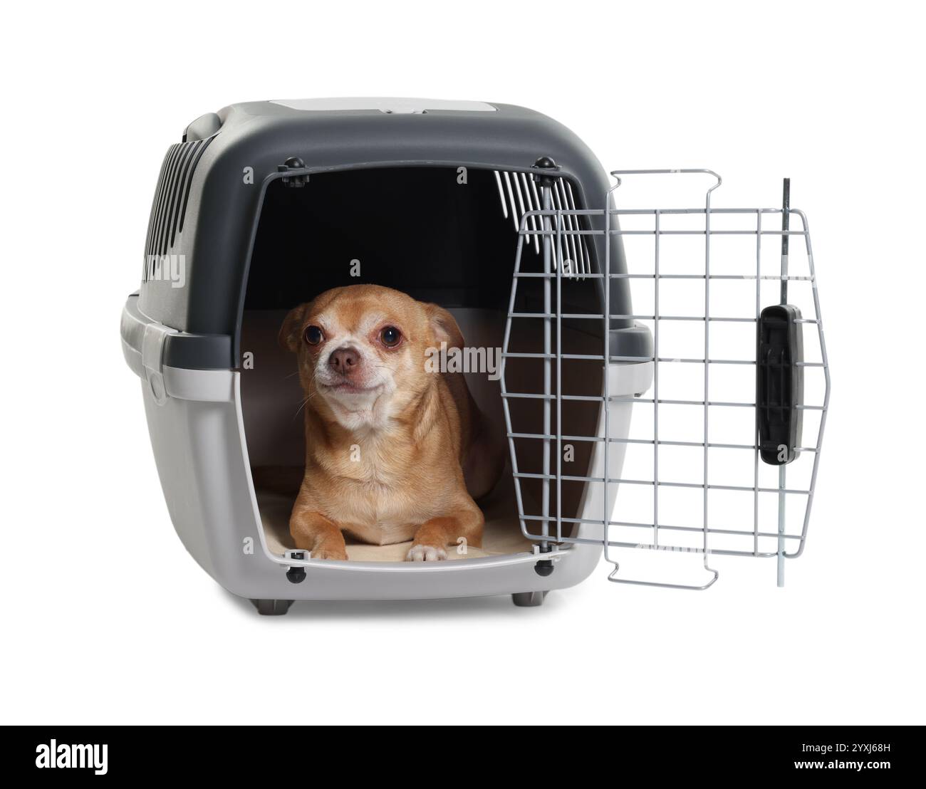 Adorable chien en porte-animaux isolé sur blanc Banque D'Images