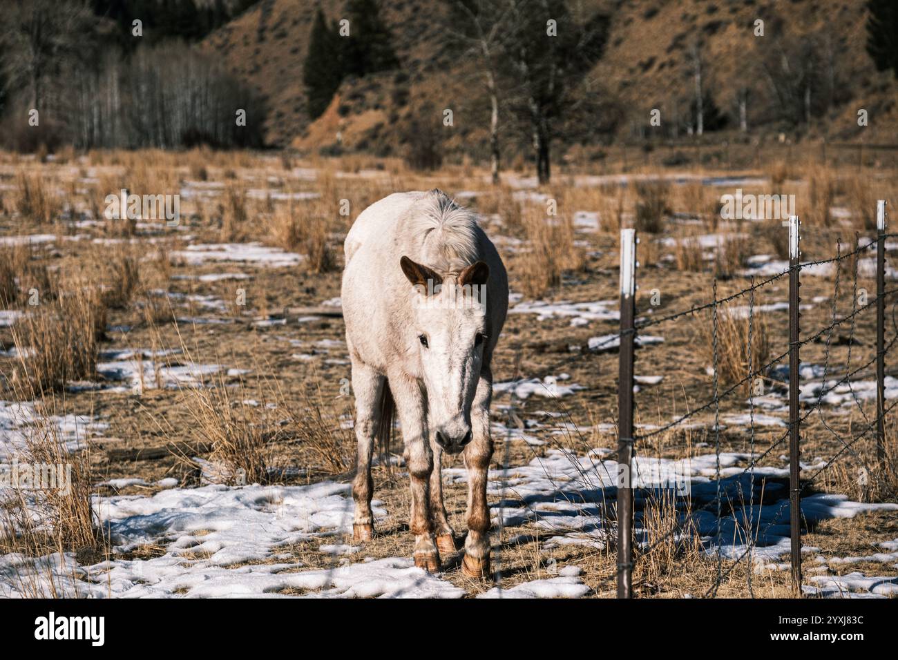 Horsees et Mule dans le champ enneigé Banque D'Images