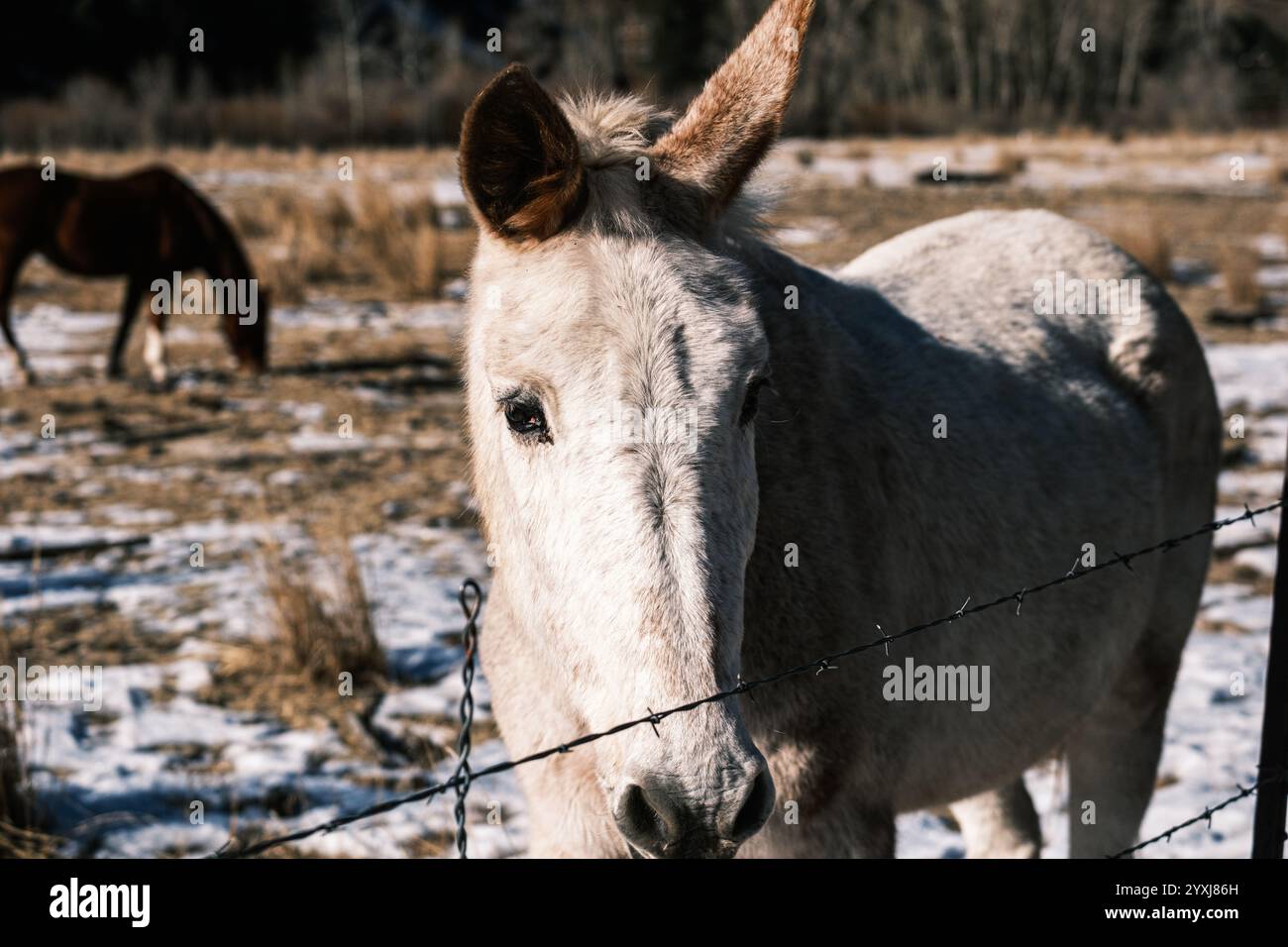 Horsees et Mule dans le champ enneigé Banque D'Images