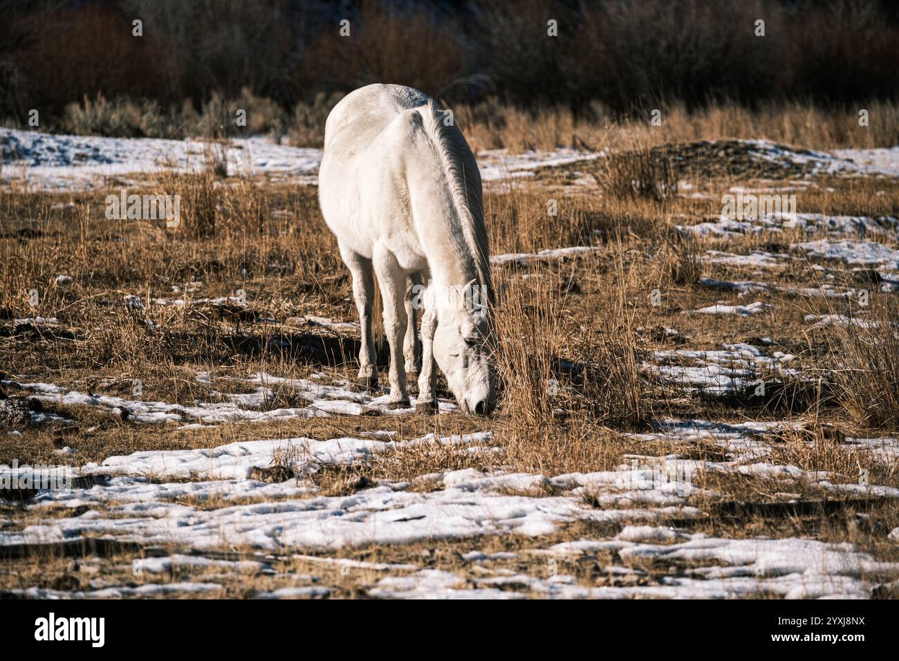 Horsees et Mule dans le champ enneigé Banque D'Images