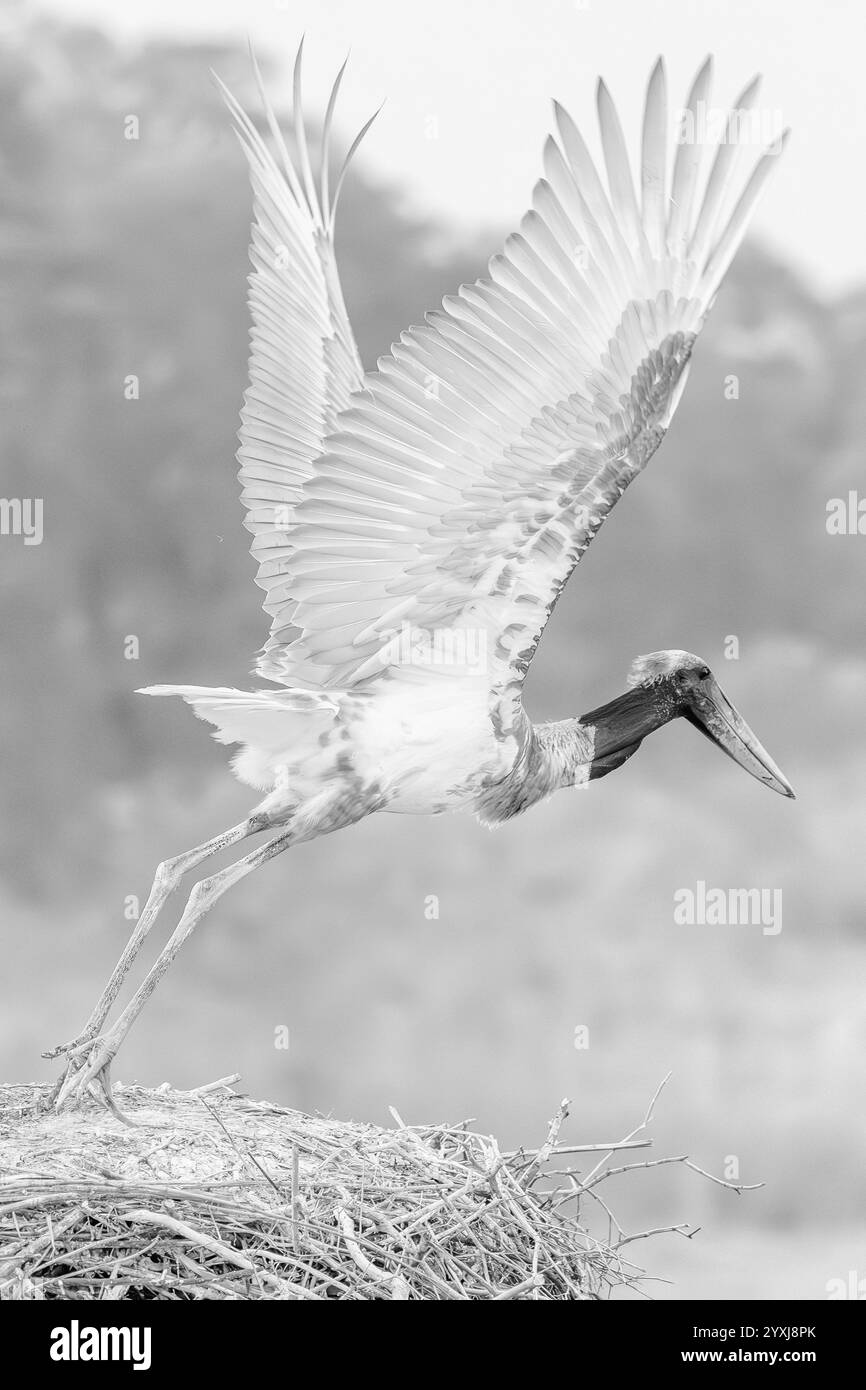 Cigogne Jabiru en vol - noir et blanc Banque D'Images