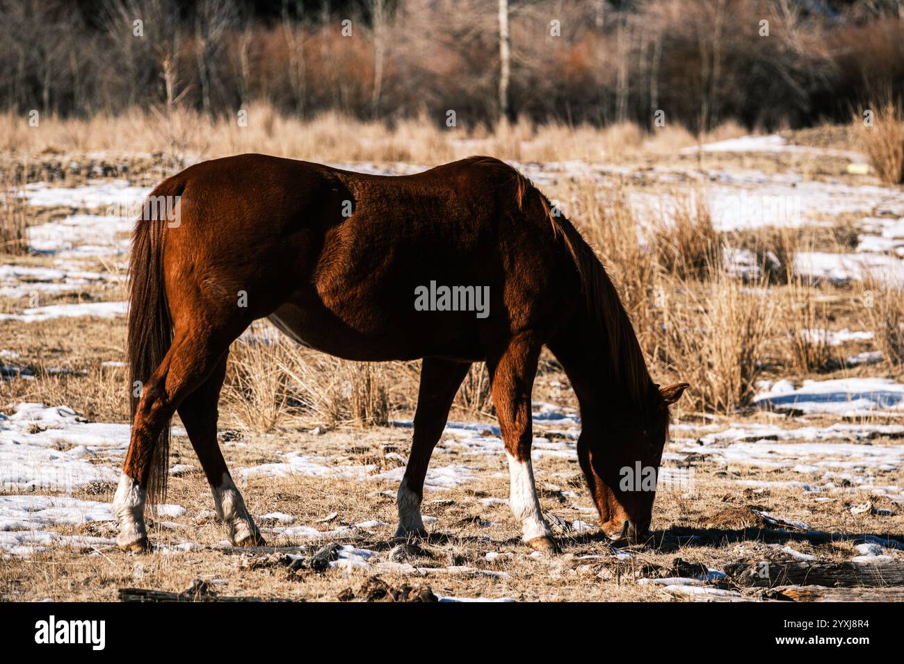 Horsees et Mule dans le champ enneigé Banque D'Images