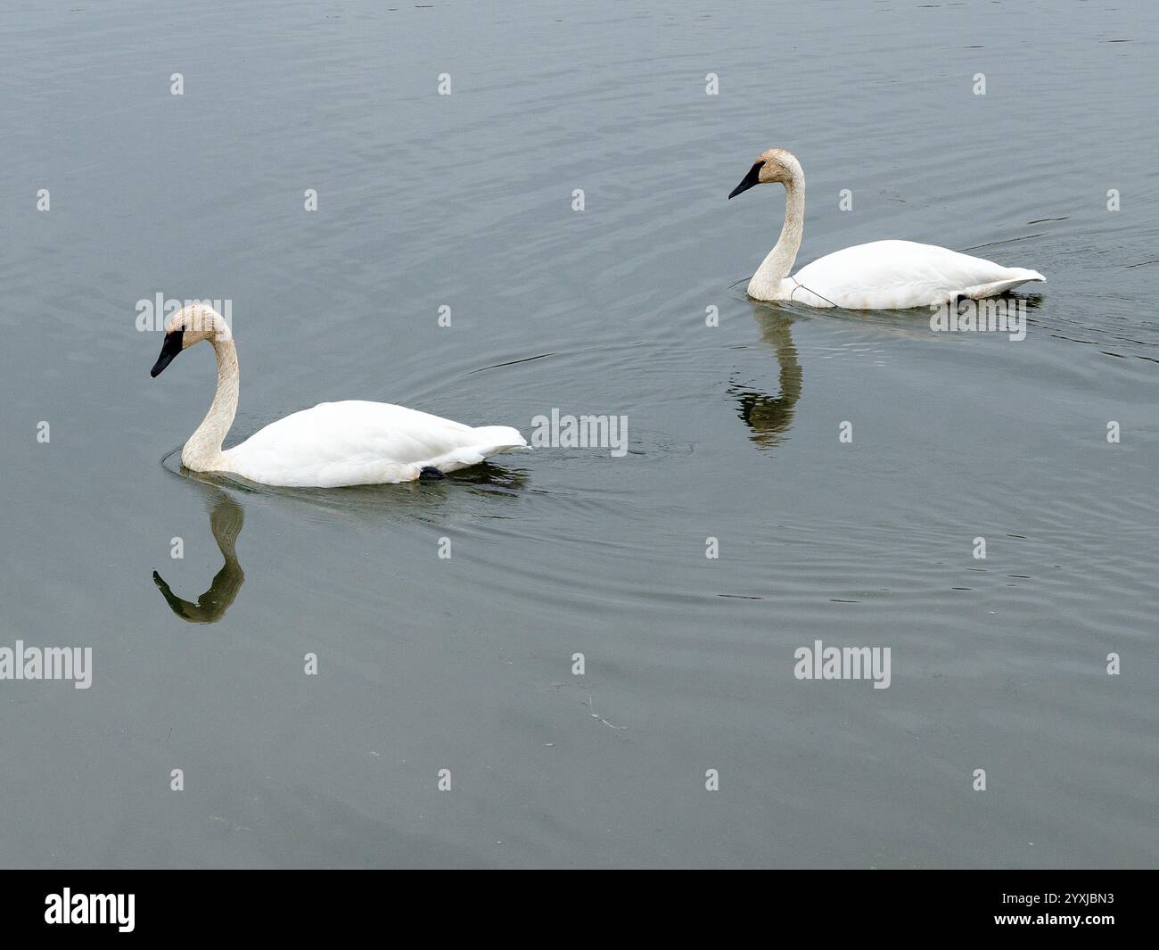 Cygnes sifflants nageant dans une zone marécageuse près du lac Ontario Banque D'Images