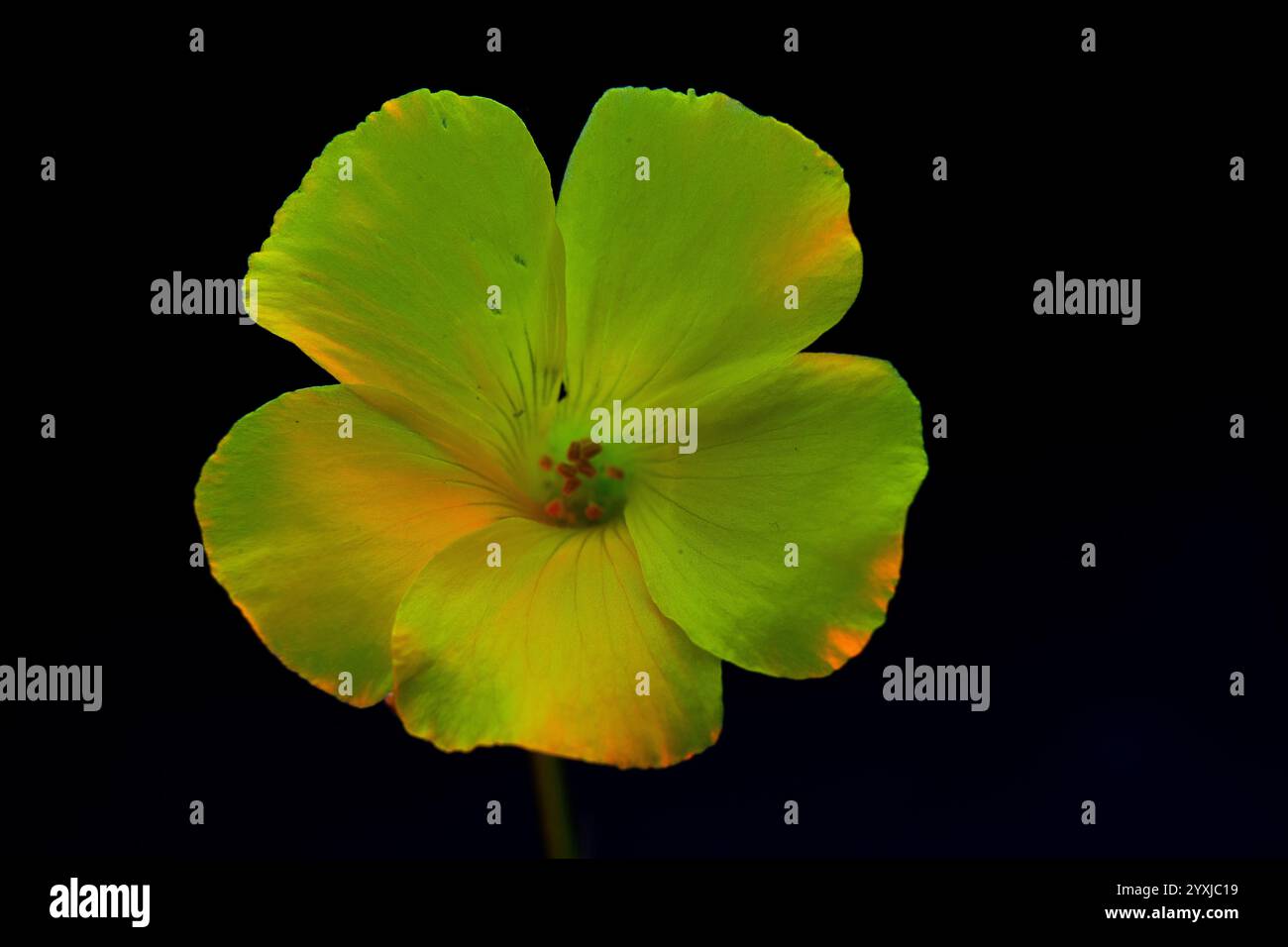 Intérieur de fleur jaune vu d'en haut avec étamines jaunes et lumière verte incidente Banque D'Images Intérieur de fleur jaune vu d'en haut avec étamines jaunes et lumière verte incidente Banque D'Images