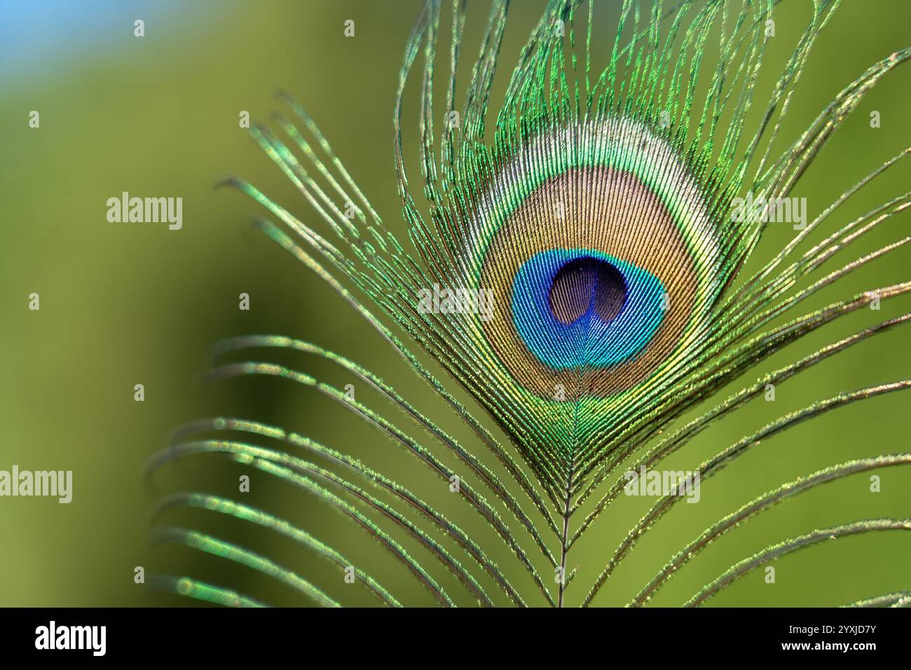 Plume de paon avec de nombreuses couleurs vives avec beaucoup de vert vu en gros plan Banque D'Images