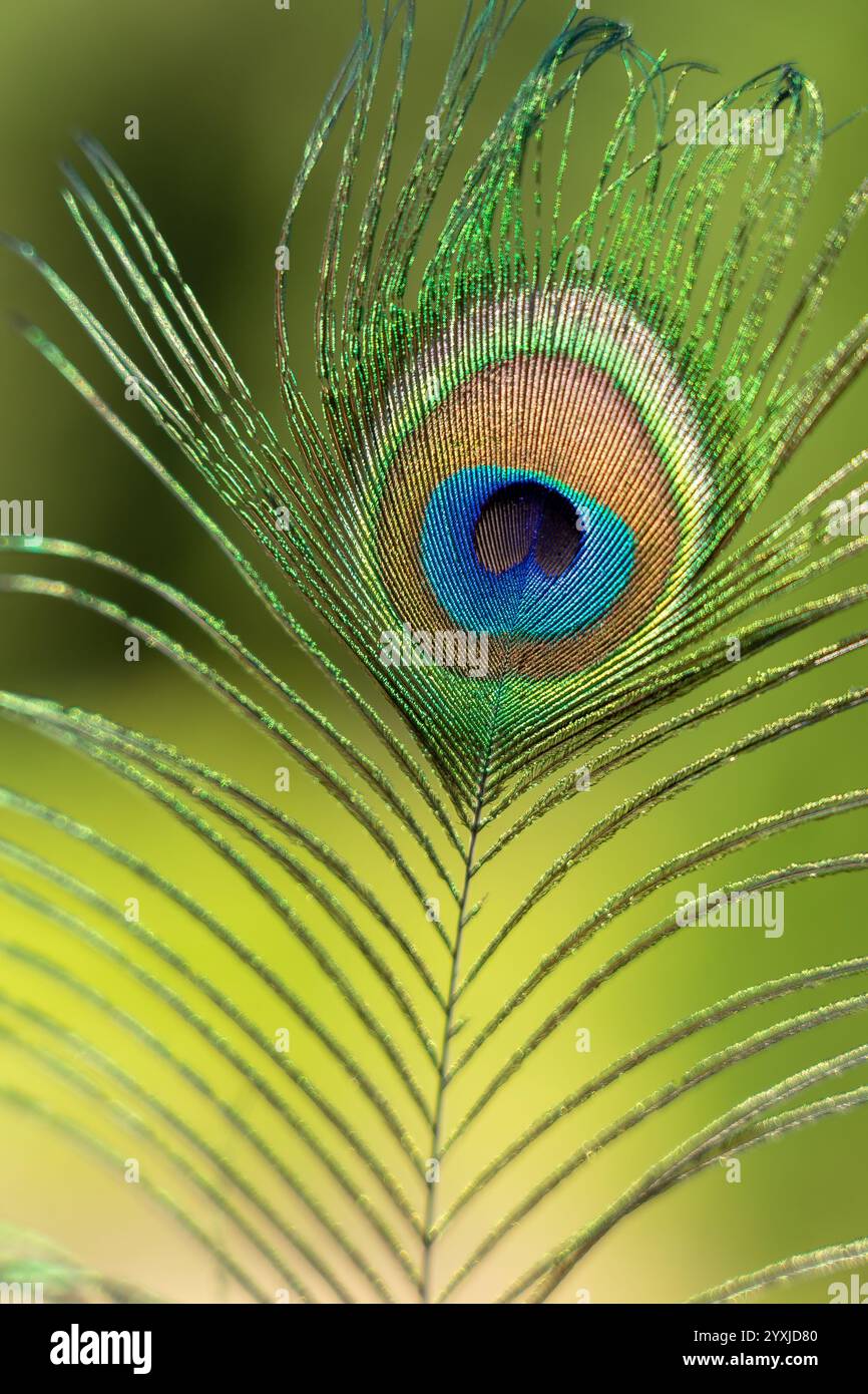 Plume de paon avec de nombreuses couleurs vives avec beaucoup de vert vu en gros plan Banque D'Images