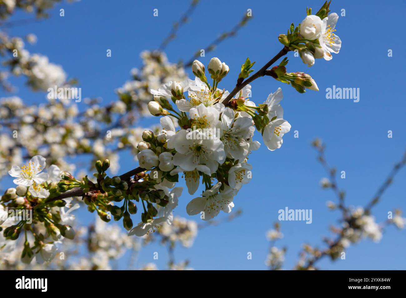 Foyer sélectif de belles branches de cerisiers en fleurs sur l'arbre sous ciel bleu, belles fleurs Sakura pendant la saison de printemps dans le parc, Floral Banque D'Images