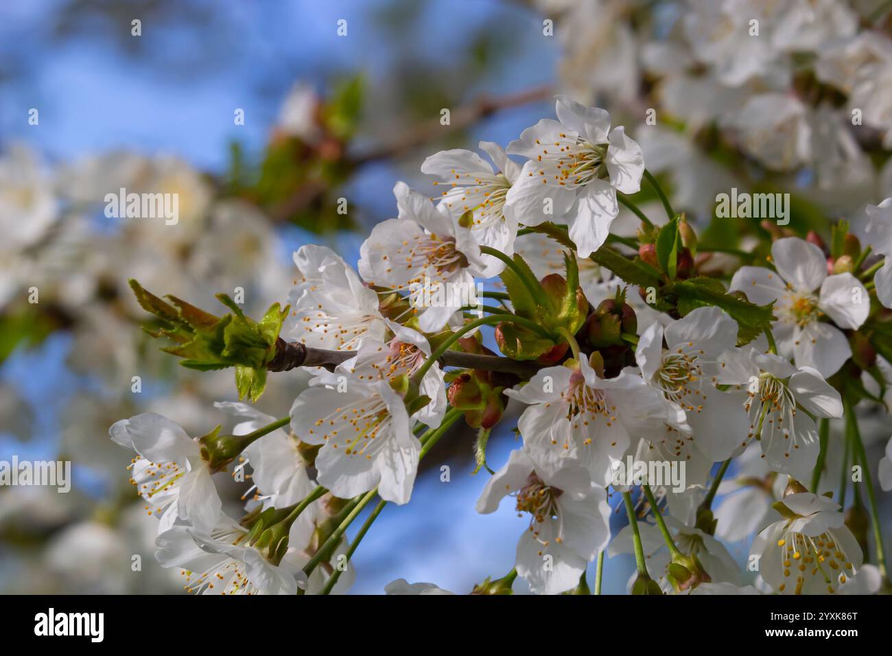 Foyer sélectif de belles branches de cerisiers en fleurs sur l'arbre sous ciel bleu, belles fleurs Sakura pendant la saison de printemps dans le parc, Floral Banque D'Images
