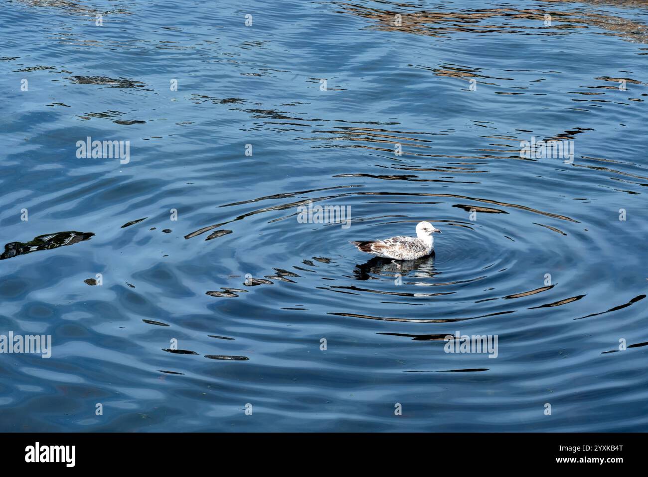 seagull debout sur la mer Banque D'Images