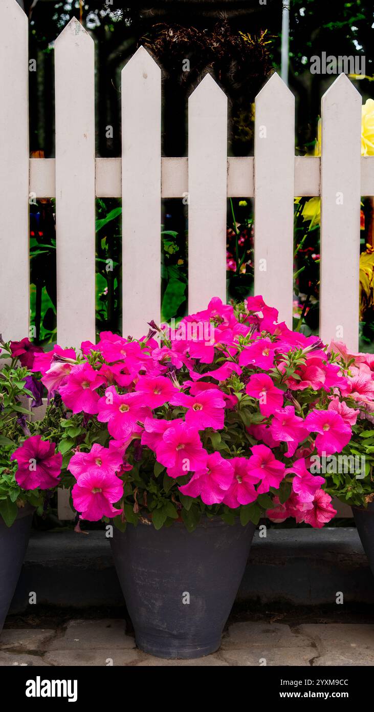Les fleurs de pétunia sont appréciées pour leurs couleurs vibrantes, leurs fleurs en forme de trompette et leur beauté durable. Banque D'Images