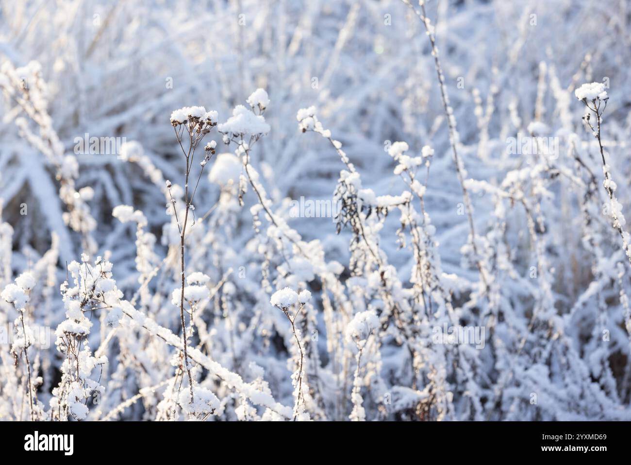 Fleurs sèches gelées de tanaisie sont dans une dérive de neige, photo en gros plan avec flou sélectif, photographie de fond naturel prise sur la côte de la mer Baltique Banque D'Images
