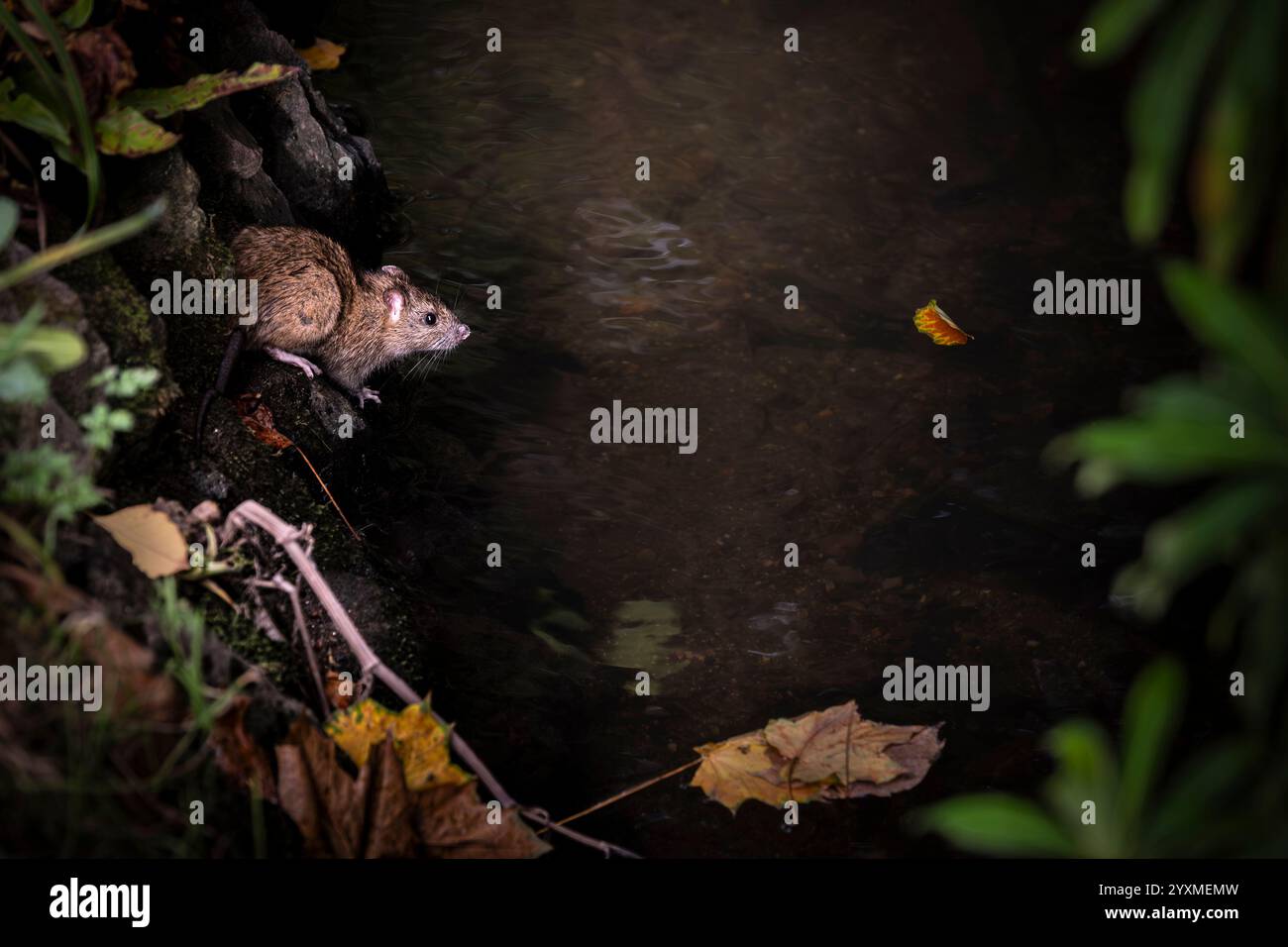 Rat brun sauvage Rattus norvegicus émergeant de son nid sur une rive dans un jardin au Royaume-Uni. Banque D'Images