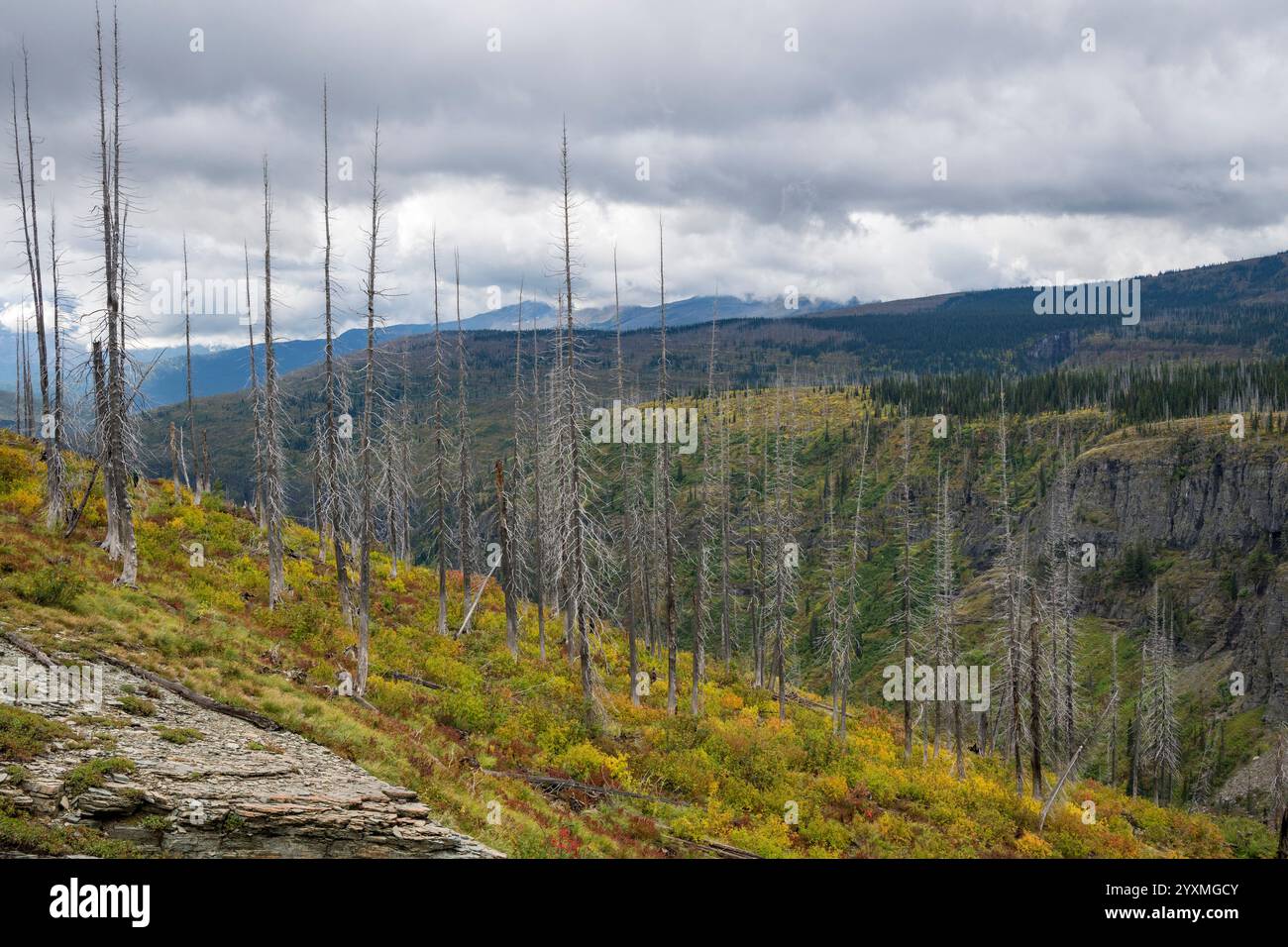 Regerneration après le feu de forêt de Howe Ridge en 2018, Fifty Mountain, Glacier National Park, Montana, États-Unis Banque D'Images