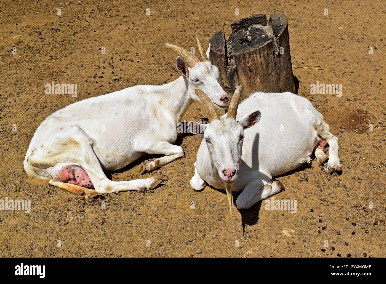 Deux chèvres blanches se reposant au soleil Banque D'Images