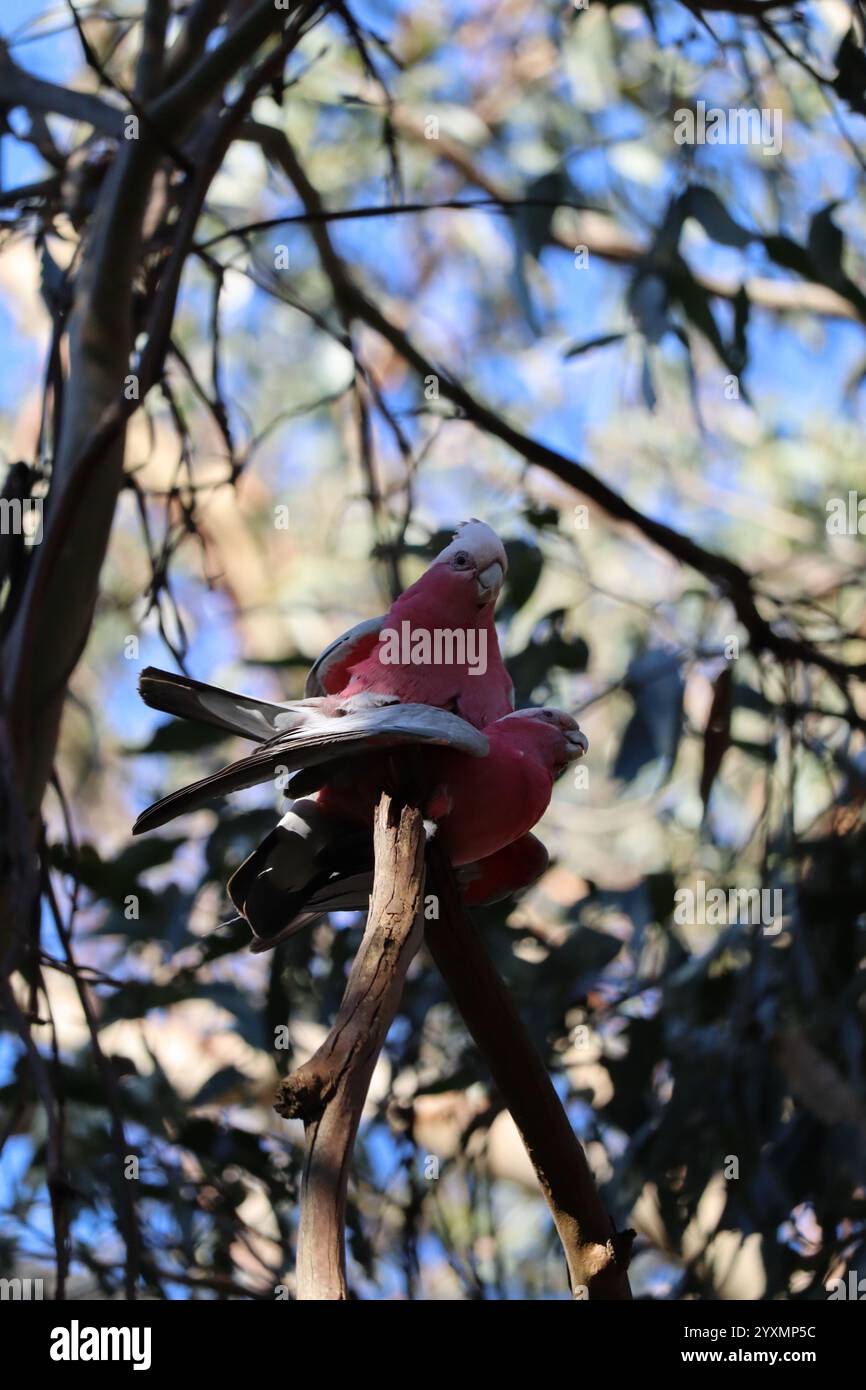 Jolie paire de perroquets. Galah (Rose-Breasted) Cockatoo. Réserve de koala, Phillip Island, près de Melbourne dans le Victoria, Australie. Banque D'Images