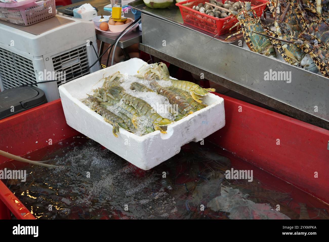 Crevettes fraîches Mantis sur glace au marché des fruits de mer, stand de nourriture de rue Banque D'Images