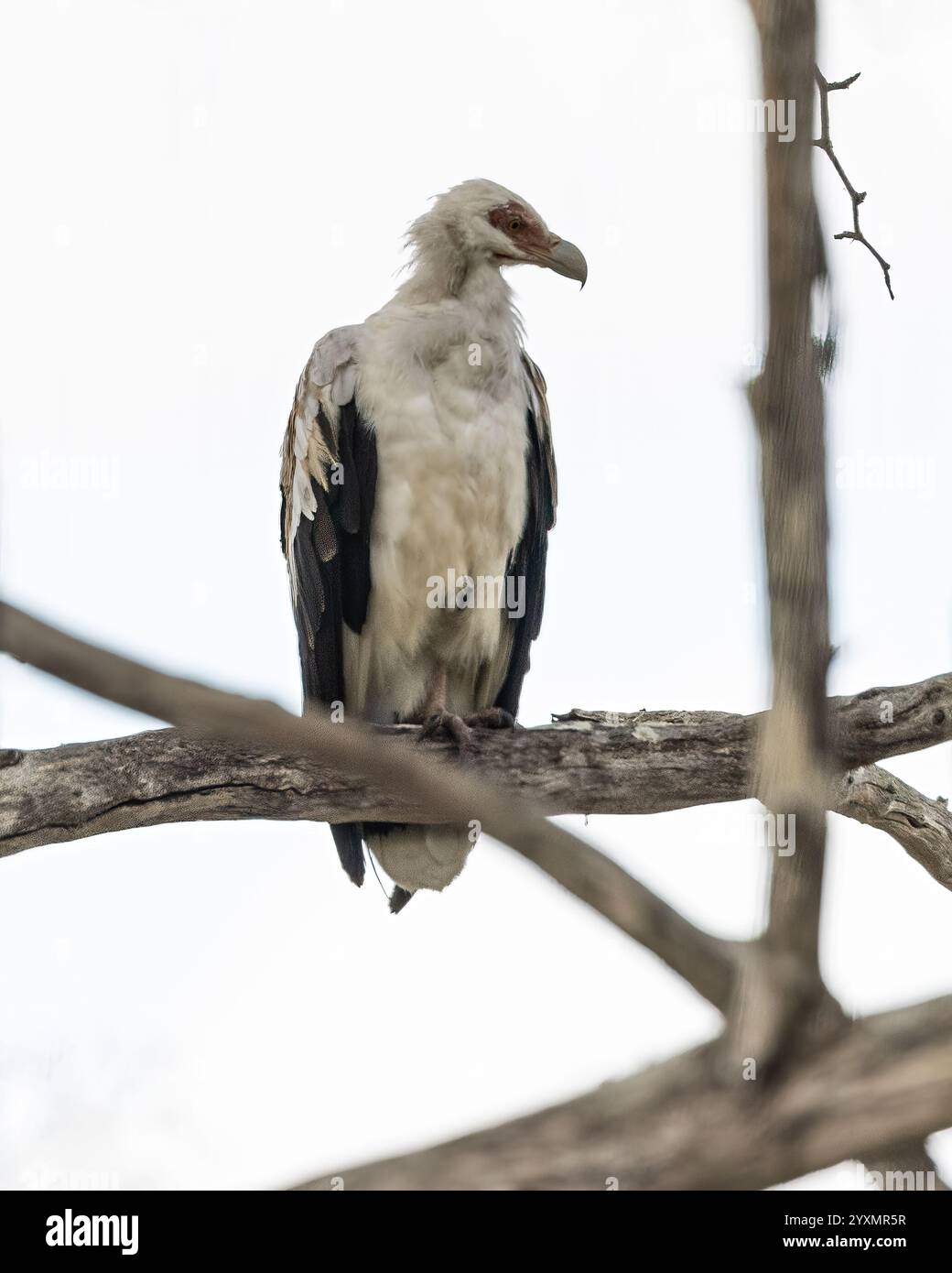 Un Vulture de palmiers perché sur un arbre Banque D'Images