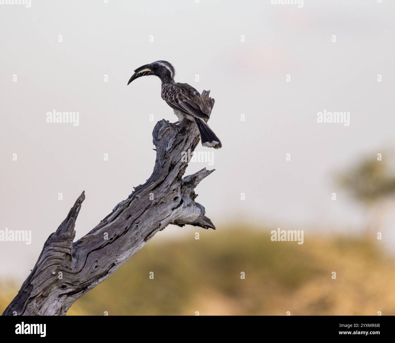 Calao gris africain perché dans un arbre Banque D'Images