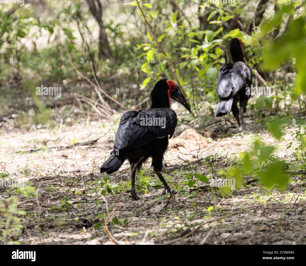 Deux Hornbill au sol à la recherche de nourriture Banque D'Images