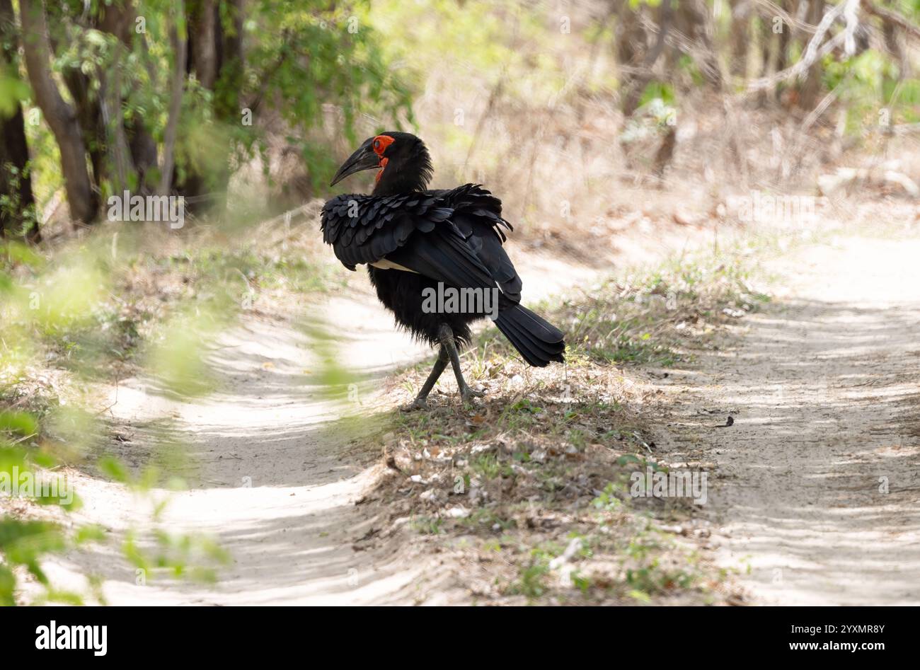 Un Hornbill de terre à la recherche de nourriture Banque D'Images