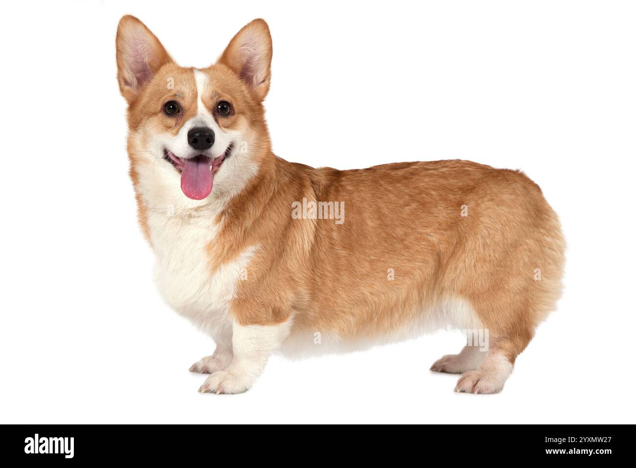Gallois corgi Pembroke chien debout dans un studio et regardant vers l'avant Banque D'Images