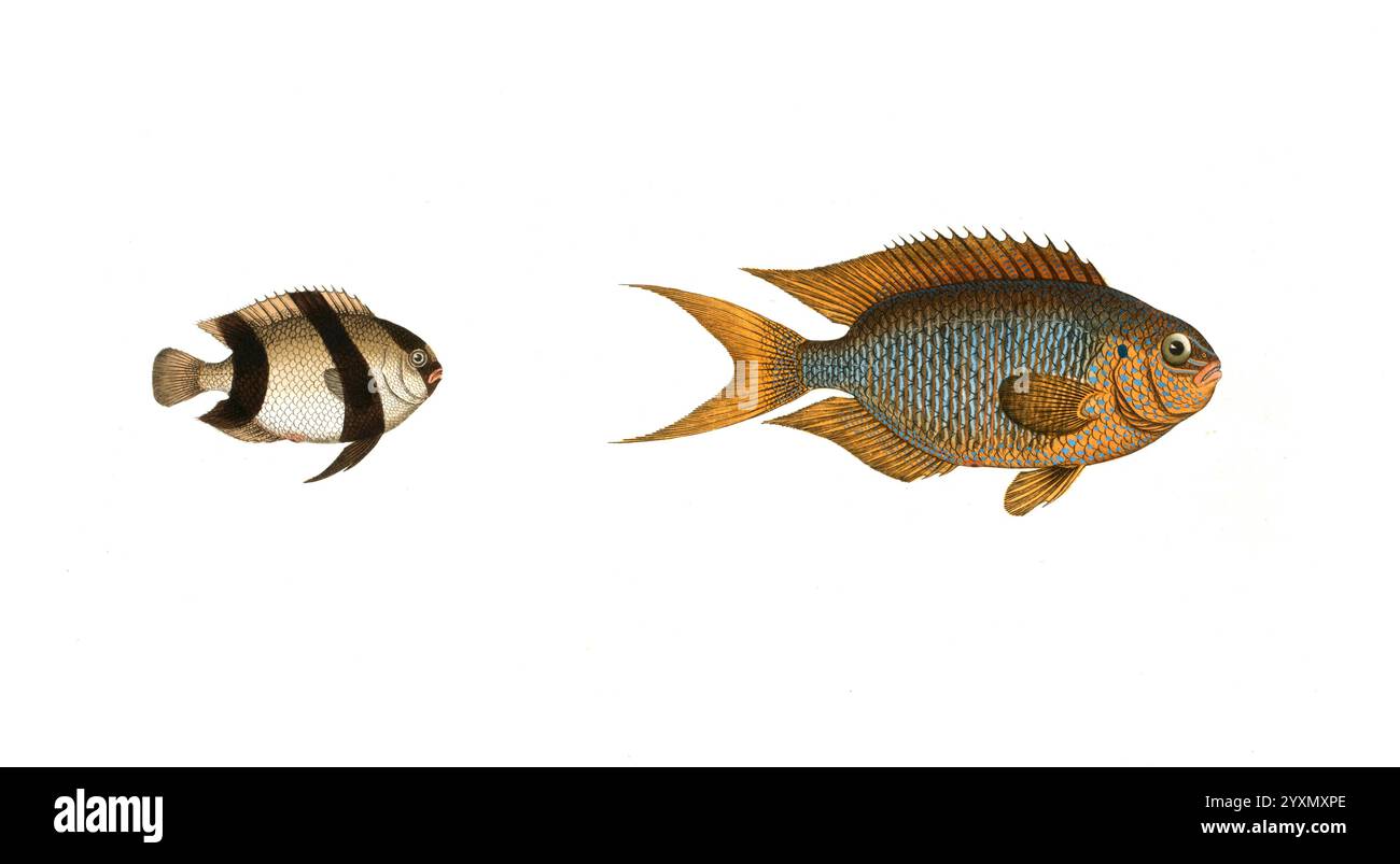 Fisch, Fische, liens : Gattung Falterfische, Falterfisch, Chaetodon aruanus, der Schwartzkopf. rechts : Gattung Falterfische, Chaetodon pavo, der indische Pfau, Historisch, digital restaurierte Reproduktion von einer Vorlage aus dem 19. Jahrhundert, date du dossier non précisée Banque D'Images