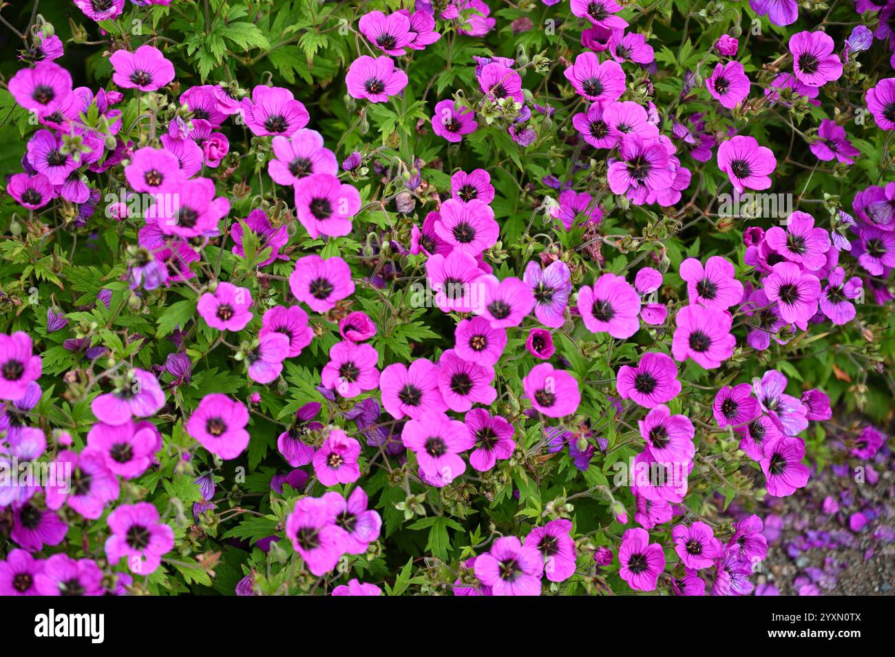 Rose vif / magenta fleurs d'été de cranesbill ou Geranium rustique 'Anne Thomson' juillet Banque D'Images