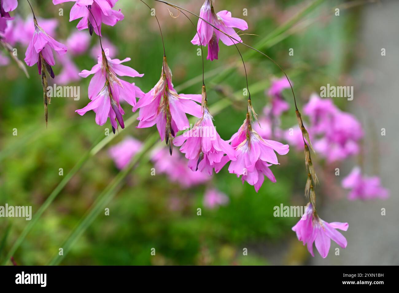Fleurs d'été roses délicates de canne à pêche d'ange nain ou dierama dracomontanum UK juillet Banque D'Images