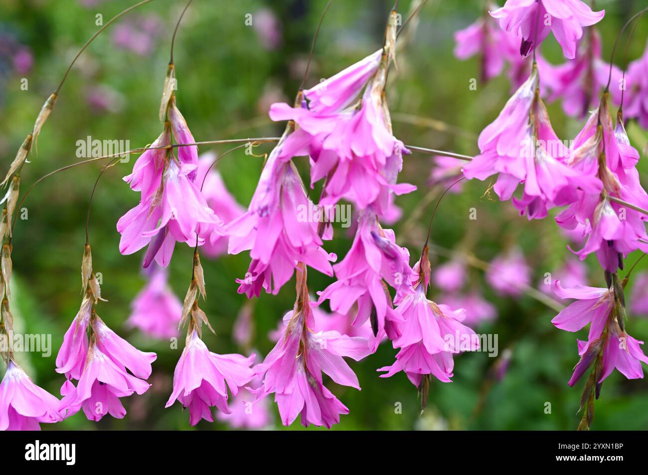 Fleurs d'été roses délicates de canne à pêche d'ange nain ou dierama dracomontanum UK juillet Banque D'Images