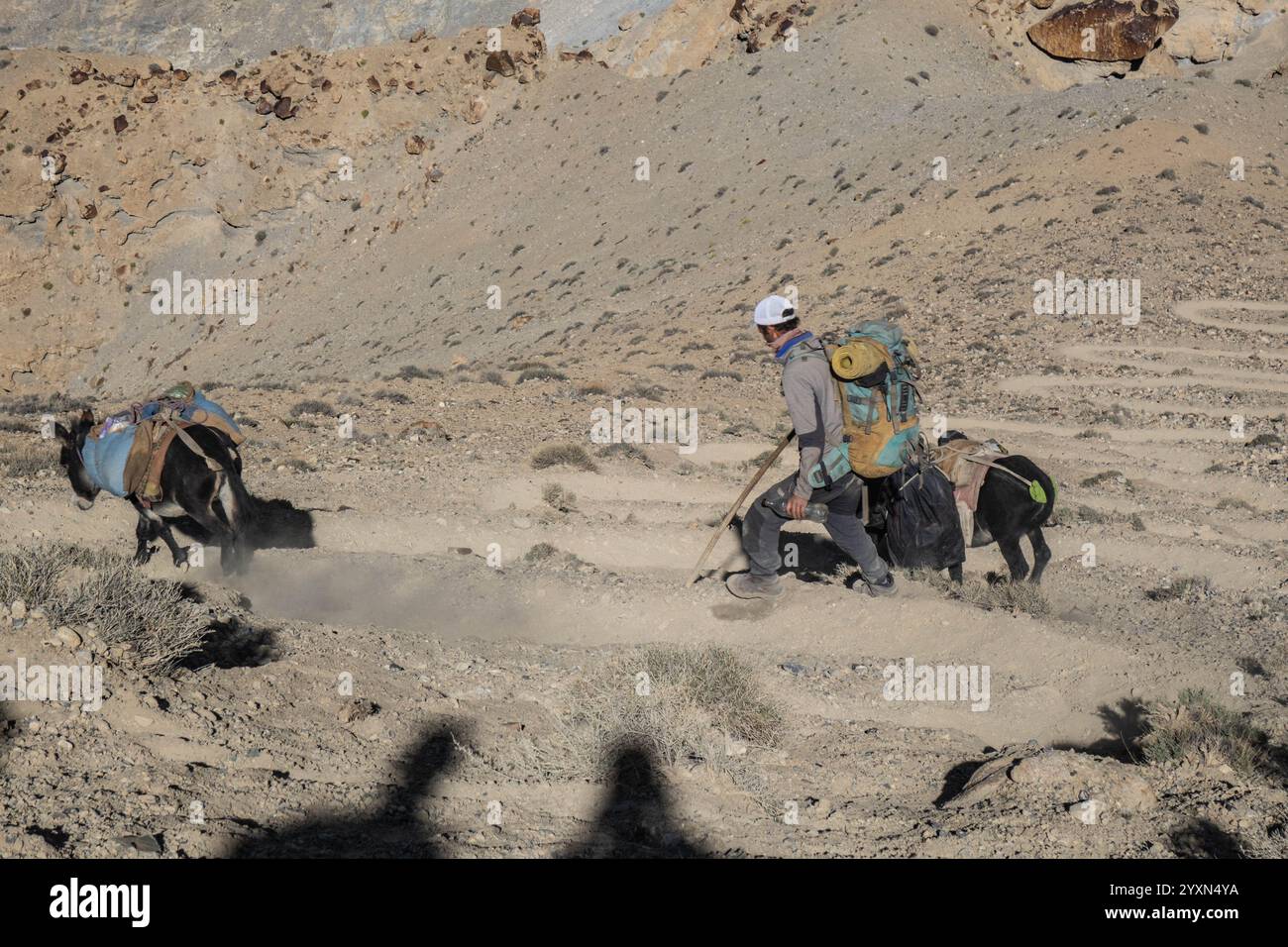 Âne chargé sur le trek du col de Shimshal, Shimshal, Gojal, Pakistan Banque D'Images