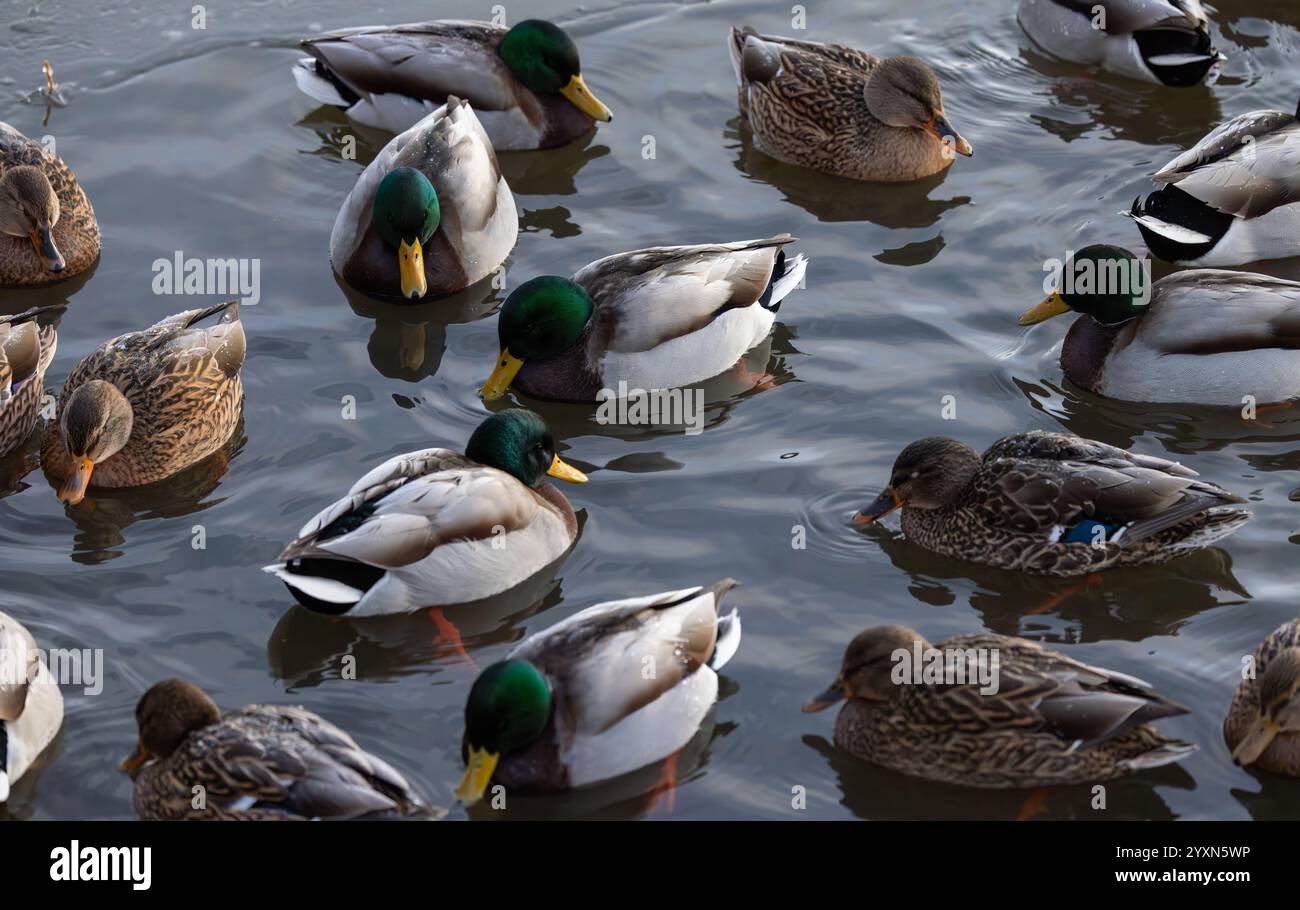 Hivernage de colverts Banque D'Images
