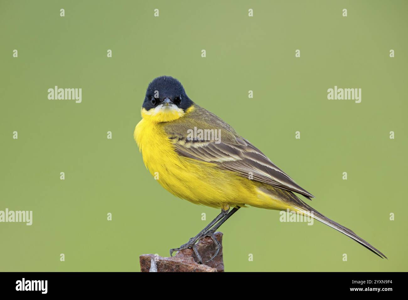 Wagtail jaune à tête noire, Wagtail à tête noire, Motacilla flava feldegg, Motacilla feldegg, Bergeronnnette a tete noire, Lavandera Boyera Balcan Banque D'Images