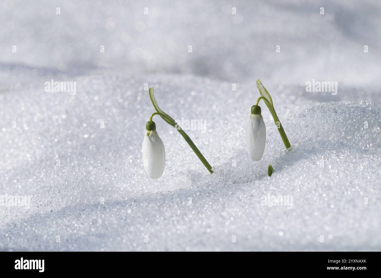 Deux fleurs en forme de goutte de neige émergeant à travers la neige, symbolisant le début du printemps dans un cadre hivernal Banque D'Images