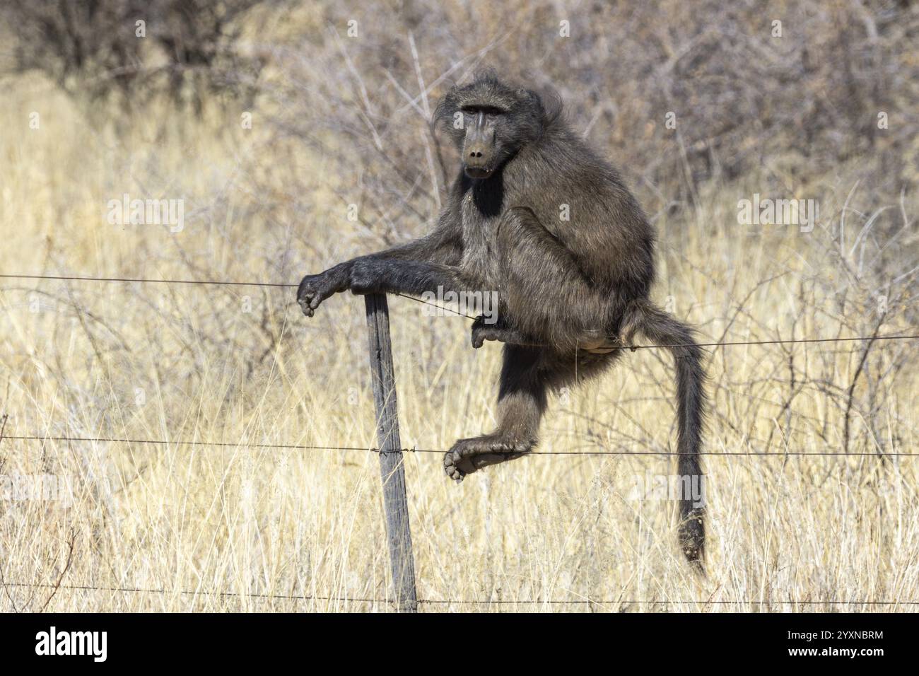 Babouins, Papio, primates, assis sur une clôture, Namibie, Afrique Banque D'Images