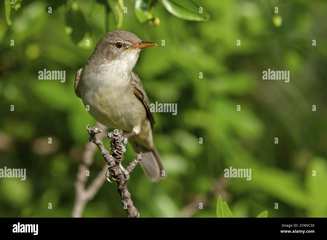 Paruline d'olive, (Hippolais olivetorum), animal, animaux, oiseau, oiseaux, biotope, habitat, perche, branche, brindille, cueillette, oiseau chanteur, parulle de roseau famille le Banque D'Images