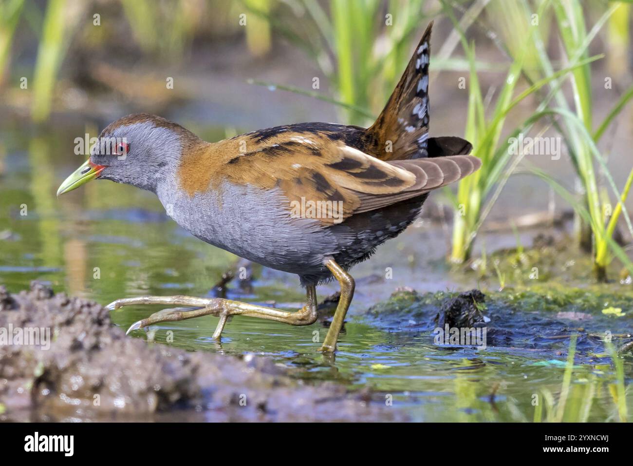 Little Crake, Little Crake, Small Crake, (Porzana parva), biotope, habitat, alimentation, famille de râles, sauvagine, oiseaux aquatiques Lesvos, Grèce, Europe Banque D'Images