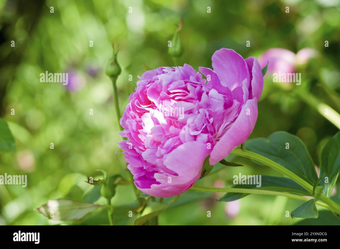 Fleurs de pivoine rose dans le jardin de la maison. Images roses de pivoine avec fond vert. Banque D'Images