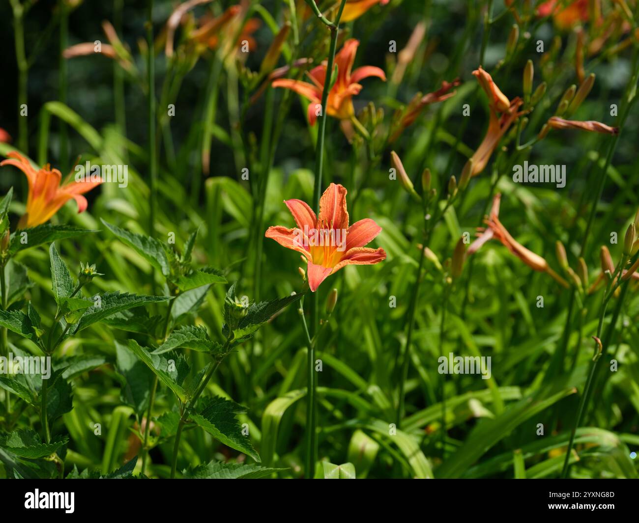 Lys de jour orange fleurissant dans le jardin Banque D'Images