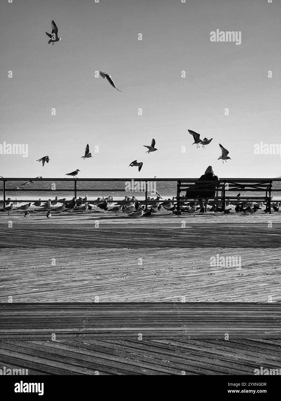 Nourrir les mouettes sur la promenade en hiver - Image de stock capturée avec un smartphone