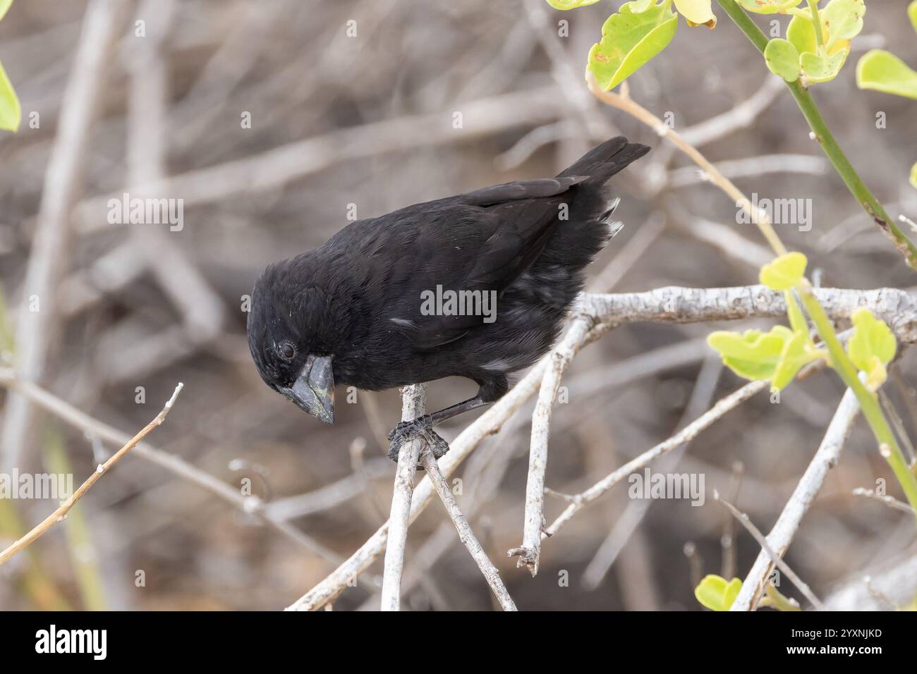 Española Finch cactus (Geospiza conirostris). Oiseau mâle sur l'île de Española, îles Galapagos, Équateur. Banque D'Images
