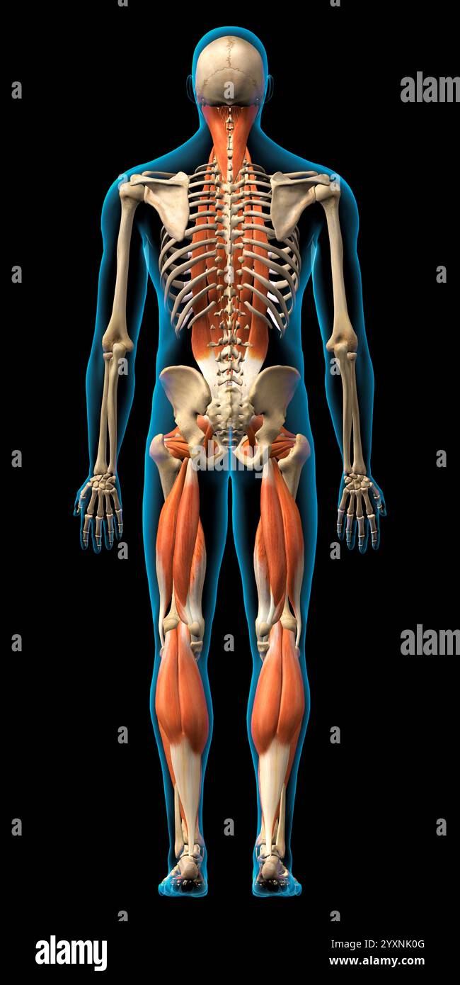 Rendu 3D des muscles intrinsèques masculins du dos sur fond noir. Banque D'Images