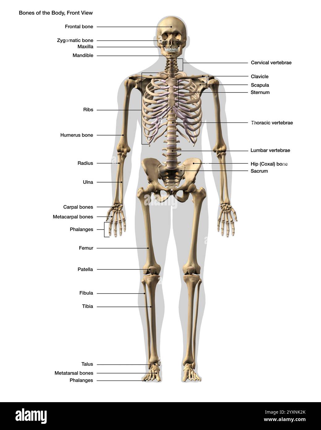 Vue de face du squelette humain complet avec étiquettes. Banque D'Images