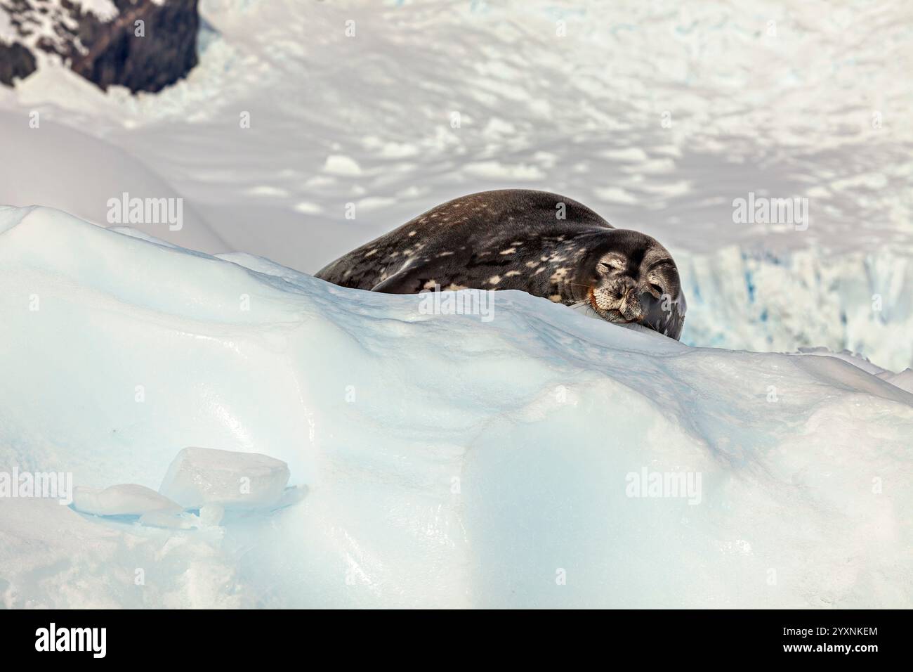 Un phoque de Weddell sur la glace antarctique Banque D'Images