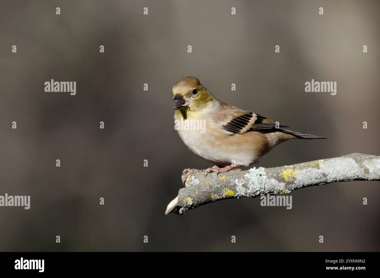 American Goldfinch, Spinus tristis, plumage d'hiver se nourrissant de graines de tournesol à huile noire Banque D'Images