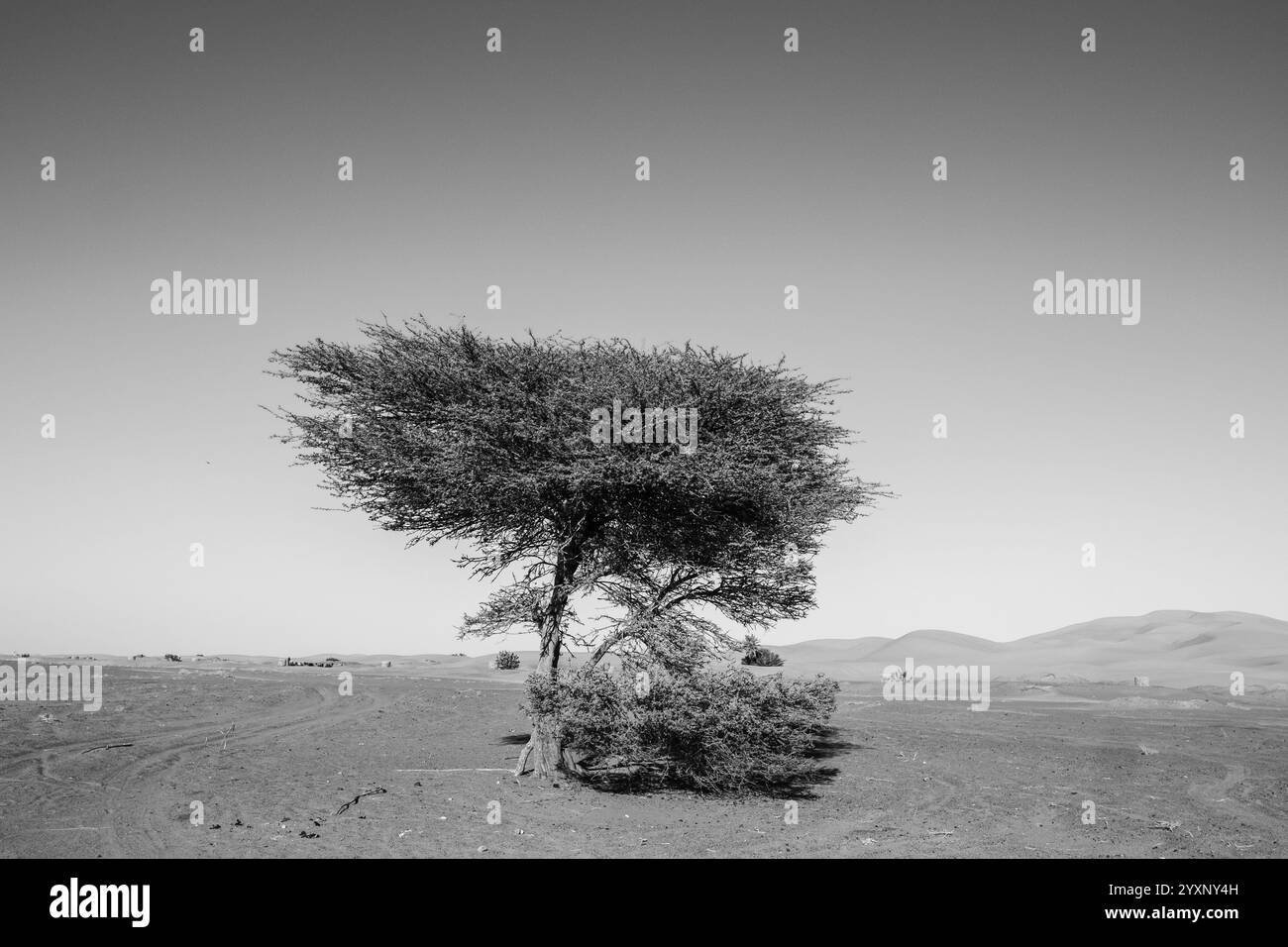 Un acacia en forme de parapluie - Acacia tortilis - pousse au milieu du désert aride du Sahara dans la région de Merzouga au Maroc. C'est un arbre adapter Banque D'Images