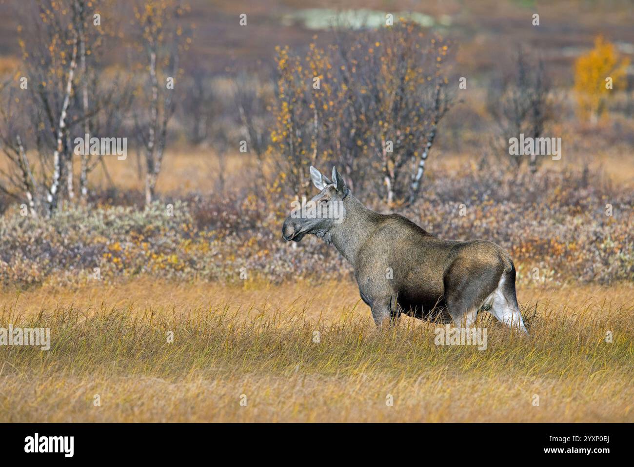 Orignal / élan (Alces alces), femelle adulte / vache sur la taïga en automne / automne, Suède, Scandinavie Banque D'Images