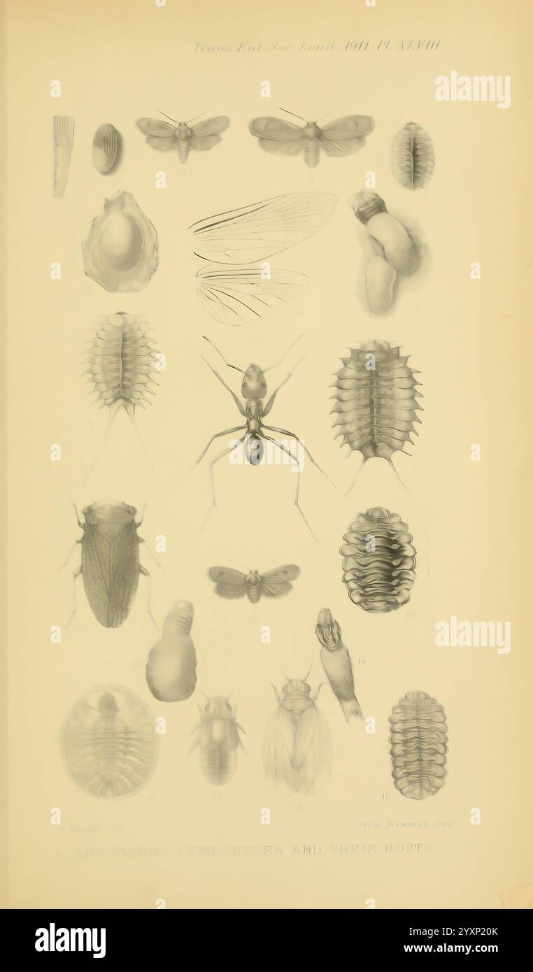 Transactions de la Société entomologique de Londres Londres la Société entomologique périodiques insecte, l'illustration présente une étude détaillée de diverses espèces dans le contexte de la recherche entomologique. Il présente de multiples groupes taxonomiques, y compris divers insectes tels que les fourmis et les lépidoptères, ainsi que leurs hôtes associés. Chaque échantillon est méticuleusement étiqueté avec des numéros, fournissant une référence claire pour l'identification. Diverses caractéristiques anatomiques, y compris les ailes, les exosquelettes et les différences morphologiques, sont mises en évidence, mettant en valeur la complexité de la vie des insectes. L'artwo Banque D'Images