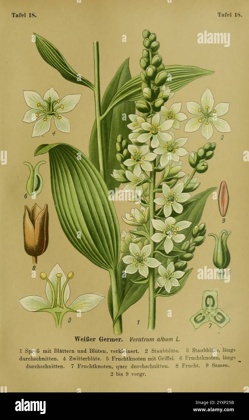 Die Giftpflanzen Deutschlands. Braunschweig, F. Vieweg, 1910, Allemagne, plantes toxiques, L'illustration représente une étude botanique détaillée de la plante connue sous le nom de Weißer germer (Veratrum album L.). Il présente divers composants de la plante, y compris la tige avec des feuilles qui se chevauchent, des fleurs délicates et des fructifications. Chaque partie est numérotée pour référence, mettant en évidence les caractéristiques clés telles que le germe, les feuilles et les structures florales. Les fleurs sont montrées à différents stades de développement, mettant en valeur leur conception complexe. Le texte d'accompagnement identifie chaque partie en allemand, offrant un aperçu de Banque D'Images