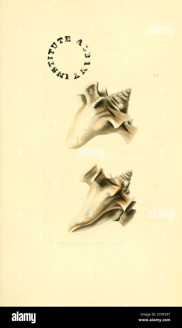 Le, zoologique, Miscellany London, imprimé, par, b, McMillan, pour E, Nodder, &, fils, et, vendu, par, tous, libraires, 1814-1817, pictural, œuvres, zoologie, L'illustration présente deux représentations détaillées de coquilles marines en forme de cône, chacune présentant des motifs complexes et des textures caractéristiques de leur espèce. Les coquilles sont orientées pour mettre en valeur leurs spirales et crêtes uniques, avec un ombrage subtil qui souligne leur forme tridimensionnelle. Au-dessus des coquillages, un timbre circulaire ou un emblème est présent, indiquant probablement la source ou la collection d'où provient cette illustration. Le ov Banque D'Images