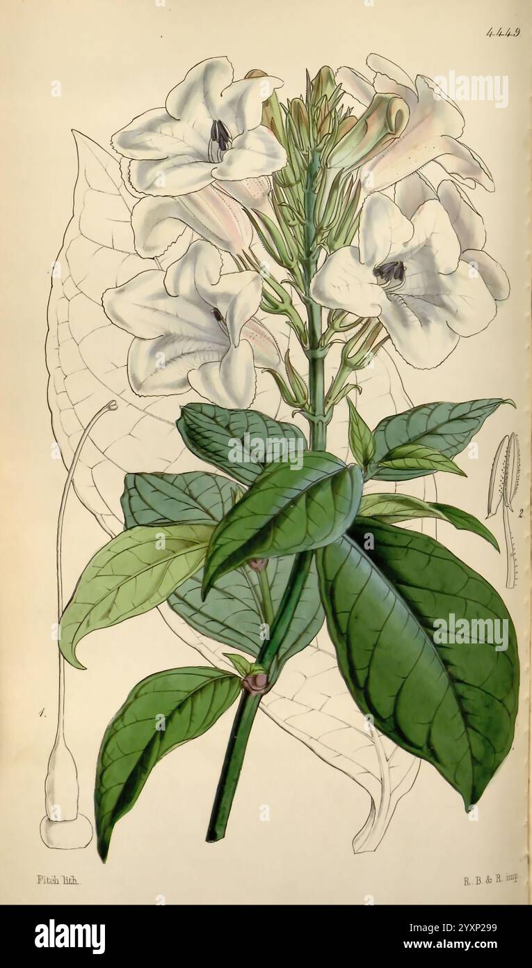 Curtis's Botanical Magazine, Londres, New York, botanique, périodiques, œuvres picturales, Curtis, l'illustration présente une plante délicate avec des feuilles allongées et vertes brillantes et un amas proéminent de fleurs blanches en forme de trompette. Les fleurs sont ornées d'un soupçon subtil de lavande sur les bords et affichent des détails complexes, y compris des veines visibles et un ombrage subtil. L'illustration principale est accompagnée d'une représentation plus petite d'une structure florale, peut-être un bourgeon ou une étape florale supplémentaire, mettant en valeur les caractéristiques reproductives de la plante. L'arrière-plan est minime, mettant l'accent sur la botanique Banque D'Images